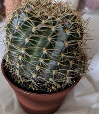 最近ホームセンターでサボテンを買ったのですがよくみたら紫 っぽい色をしていたの Yahoo 知恵袋