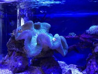 ハタゴイソギンチャクぼ照明の色について現在 ハタゴイソギンチャク グリーン系 Yahoo 知恵袋 ハタゴイソギンチャクぼ照明の色について現在 ハタゴイソギンチャク グリーン系 Yahoo 知恵袋