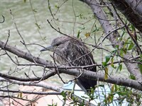 くちばしが黄色いカラス 昨日 田んぼの中に２羽のカラスがいました 顔 Yahoo 知恵袋