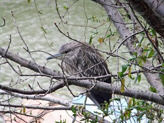 鳥類に詳しい方教えてください 公園の池のほとりで見かけた写真のくちばしの長い鳥 Yahoo 知恵袋