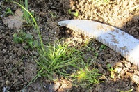 これは何という草ですか 家庭菜園の通路に スズメノカタビラやホ Yahoo 知恵袋