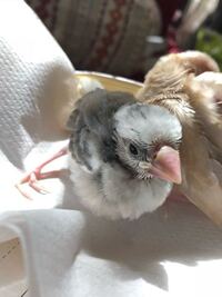 文鳥は7年飼っていたら寿命を心配する歳ですか 文鳥の飼育 Yahoo 知恵袋