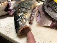 海水魚の マルスズキ シーバス を飼育してみたいと思っています Yahoo 知恵袋