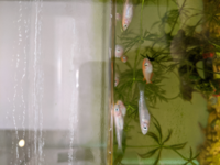 うちのメダカの品種がわからないのですが わかりますか オレンジと白いキラキラし Yahoo 知恵袋