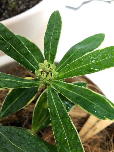 沈丁花について - 鉢植えの沈丁花の蕾が膨らんだまま花が咲かずにいま