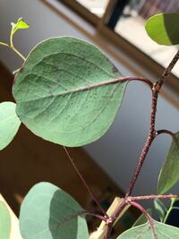 ユーカリのポポラスですが庭に鉢植えしてます 何度も大きくなる度に植え Yahoo 知恵袋