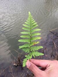 コケ植物やシダ植物は花をつけない植物ですか 花はつけません 胞子で仲 Yahoo 知恵袋