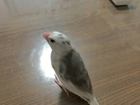 バードショップ 専門店 で白文鳥と言われてお迎えしましたが 明らかに Yahoo 知恵袋