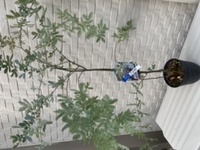 ミモザの苗を購入しました 店員さんには花 野菜の土で良いと言われまし Yahoo 知恵袋