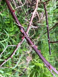 この植物のトゲが足に刺さったのですがなんか害はありますか 心配です Yahoo 知恵袋