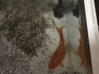 金魚のお腹のでこぼこについて家で飼っている金魚のおなかが歪に膨らんでいます Yahoo 知恵袋