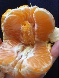 ミカン食べようと思ったら ミカンの真ん中に茶色の蜜 みたいなものがあったんで Yahoo 知恵袋