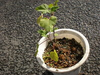 タラの芽のタラの木の増やし方を教えて下さい 枝を木って挿すだけと聞いた Yahoo 知恵袋