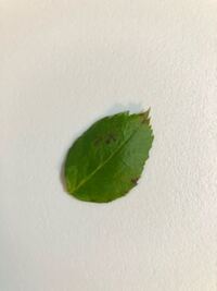 バラの新芽が出ないのですが もうダメってことでしょうか 毎年咲いていた Yahoo 知恵袋