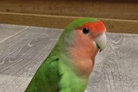 コザクラインコのオスメスどちらかについて こちらの写真のコザクラインコ Yahoo 知恵袋