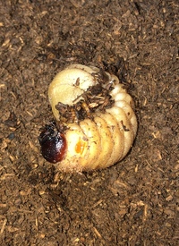 カブトムシの幼虫がさなぎになるまでの期間はどれくらいなのでしょうか 1月 Yahoo 知恵袋