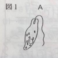 多細胞生物と単細胞生物との違いと そこから何が言えるか説明してくださ Yahoo 知恵袋