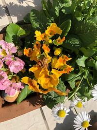 ジュリアンの花を食べる犯人は 初め地植えしていましたが 花が何者かに食べ Yahoo 知恵袋