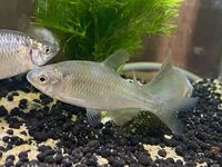 タナゴ釣りについて教えて下さい 三重県北部でタナゴが釣れる場所あり Yahoo 知恵袋