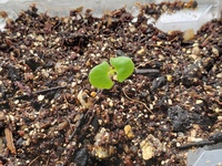 ラベンダーの植え替え時期卵パックで種から発芽させました 小さな本葉が Yahoo 知恵袋