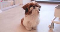 映画マスクに出ていたワンちゃん マイロ君 の犬種ってな に ジャッ Yahoo 知恵袋