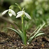 至急回答ください 花言葉で 成長 と 発見 が花言葉の花を知ってる方 教え Yahoo 知恵袋