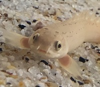 ポリプテルスセネガルスを飼っています 最近ぼーっとしてることが多く Yahoo 知恵袋