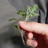 毛抜きで毛を抜いていたら 白い毛が生えてくるようになりました Yahoo 知恵袋