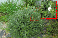 この白い花をつける植物の名前をを教えてください 葉に匂いがあるのでハーブの一種 Yahoo 知恵袋