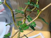 観葉植物 ソフォラミクロフィラの葉にネバネバの水滴がついています 2週間 Yahoo 知恵袋