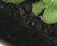 ハムスターのプランターのお墓に虫が発生してしまいました 約1ヶ月ほど前 Yahoo 知恵袋