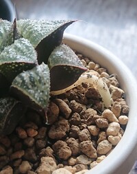 ハオルチアの植え替えについて 画像のハオルチアですが 冬越しの間に根 Yahoo 知恵袋