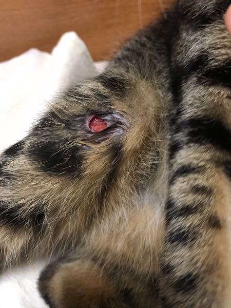 猫の足が化膿で腫れていたのですが、それが今日破裂してしまいました 