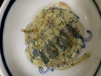 踊り食いされたシロウオって おなかの中でどれ位は生きているんでし Yahoo 知恵袋