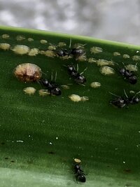 家で菜の花を育ててるんですけど なんか茶色いアブラムシみたいなのが Yahoo 知恵袋