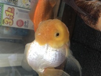 金魚の頭が画像のように水ぶくれになってしまったのですが どのような病気でし Yahoo 知恵袋