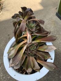 ムスカリの球根の子株 について 昨日 ４ ５年に一度は掘りあげ Yahoo 知恵袋