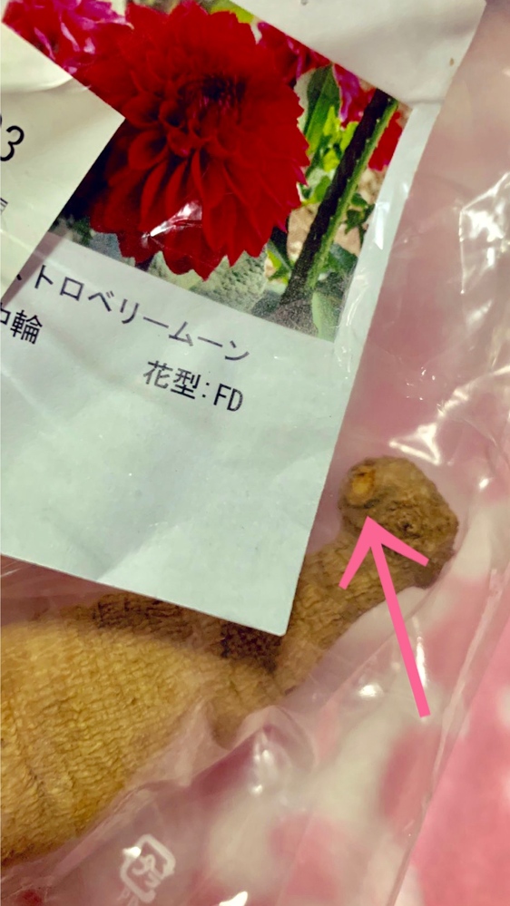 ダリア栽培している方へ 知恵袋初めて利用します 発芽点について 教え Yahoo 知恵袋