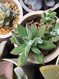ハムシーという多肉植物ですが 綴化 と言うのかな 成長点が二つになっ Yahoo 知恵袋