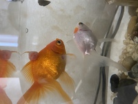 屋台の金魚すくいで飼育し始めてから3年経ちます お写真の通り 赤の金魚の背びれ Yahoo 知恵袋