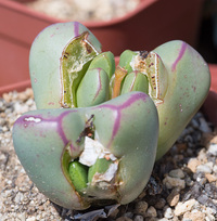 多肉植物のリトープスは 花が咲き終わってからどのくらいで種がとれます Yahoo 知恵袋