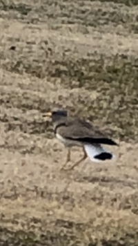 野鳥の卵の色についての質問なのですが 昆虫達を誘き寄せる為に花々は目立つ Yahoo 知恵袋