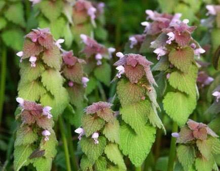 ヒメオドリコソウという植物についてなんですが 昔この植物のピンクの花みたいな部 Yahoo 知恵袋