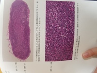 ホーディジョーンズの正体は いったい何なんでしょうか フィッ Yahoo 知恵袋