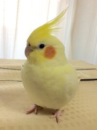 オカメインコの名前 何か良い名前 ピーンと来る名前が思いつきませんので皆さん Yahoo 知恵袋