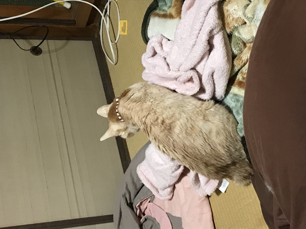 猫のよだれがすごいです！今日猫が元気なくてよだれをたらしてたの 