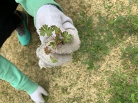 姫高麗芝と高麗芝を混ぜるて植えるとどうなりますか 姫高麗芝を買ってきて庭に敷き Yahoo 知恵袋