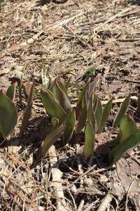 雑草の種の飛ぶ時期 雑草はいずれ成長し 花が咲き 種を作り Yahoo 知恵袋