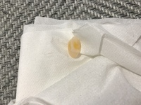 セキセイインコなんですけど 今 急に口からねばねばと餌を吐き Yahoo 知恵袋