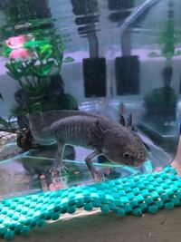 ペットのウーパールーパーのために隠れ家を作ってあげたいです そ Yahoo 知恵袋